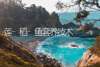 莲-稻-鱼套养技术