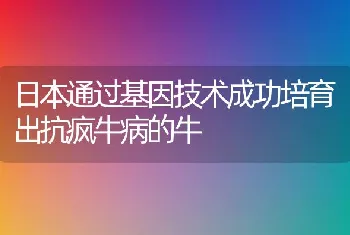 日本通过基因技术成功培育出抗疯牛病的牛