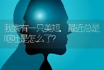 我家有一只美短,最近总是呕吐是怎么了？