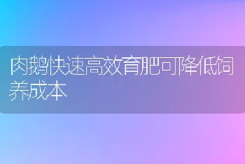 肉鹅快速高效育肥可降低饲养成本