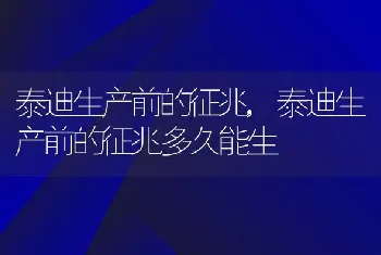 泰迪生产前的征兆，泰迪生产前的征兆多久能生