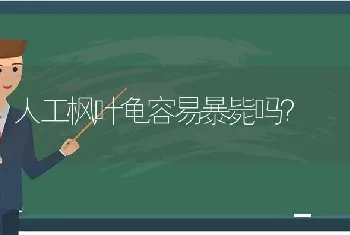 人工枫叶龟容易暴毙吗？