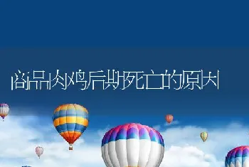 商品肉鸡后期死亡的原因