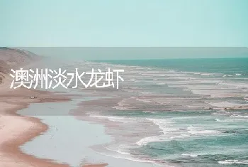 澳洲淡水龙虾