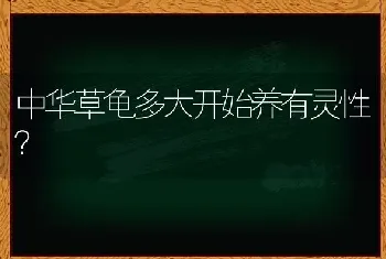 中华草龟多大开始养有灵性？