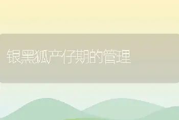 银黑狐产仔期的管理