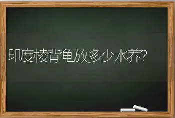 印度棱背龟放多少水养？