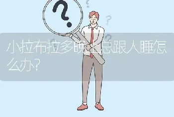 小拉布拉多晚上总跟人睡怎么办？