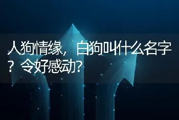 人狗情缘，白狗叫什么名字？令好感动？