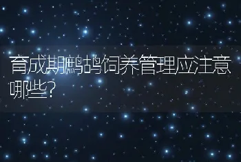 育成期鹧鸪饲养管理应注意哪些？