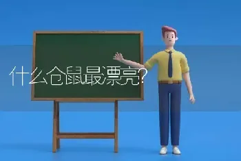 什么仓鼠最漂亮？