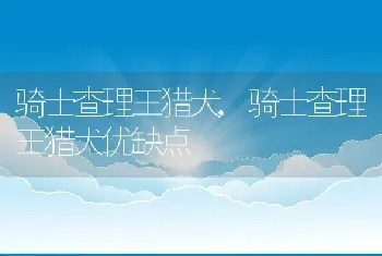 骑士查理王猎犬，骑士查理王猎犬优缺点