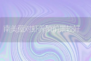 南美蓝对虾养殖前景较好