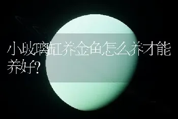 小玻璃缸养金鱼怎么养才能养好？