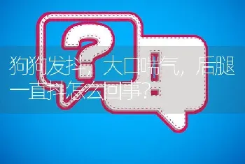 狗狗发抖，大口喘气，后腿一直抖怎么回事？