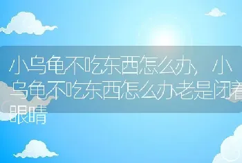 小乌龟不吃东西怎么办，小乌龟不吃东西怎么办老是闭着眼睛