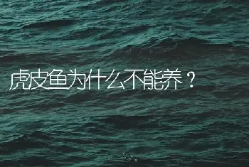 虎皮鱼为什么不能养？