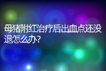 母猪附红治疗后出血点还没退怎么办？