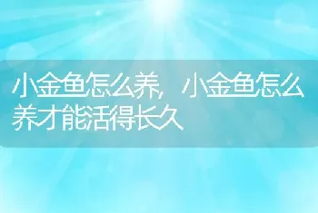 小金鱼怎么养，小金鱼怎么养才能活得长久