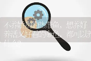 不养娇贵的热带鱼，想养好养活又好看的金鱼，都可以养什么？