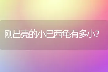 刚出壳的小巴西龟有多小？