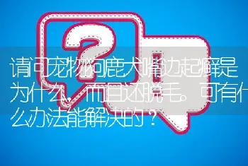 请问宠物狗鹿犬嘴边起癣是为什么，而且还脱毛。可有什么办法能解决的？