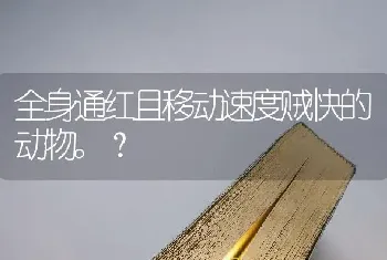 全身通红且移动速度贼快的动物。？