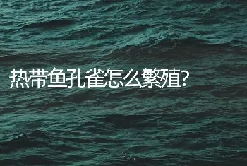 热带鱼孔雀怎么繁殖？