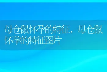 母仓鼠怀孕的特征，母仓鼠怀孕的特征图片