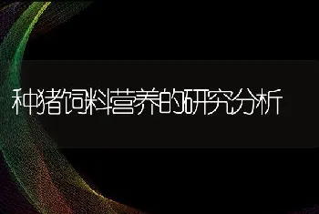 种猪饲料营养的研究分析