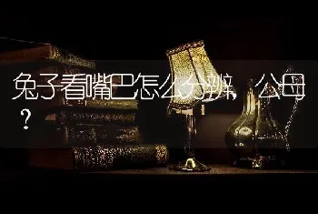 兔子看嘴巴怎么分辨，公母？