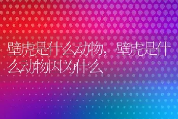 壁虎是什么动物，壁虎是什么动物因为什么