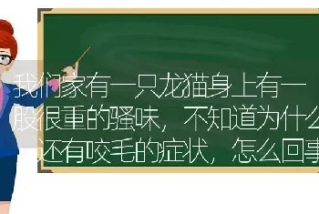 我们家有一只龙猫身上有一股很重的骚味，不知道为什么，还有咬毛的症状，怎么回事，家里其他龙猫也没有那种？