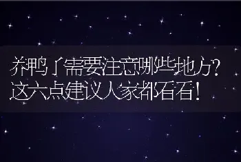 养鸭子需要注意哪些地方？这六点建议大家都看看！