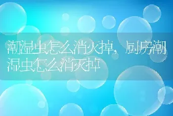 潮湿虫怎么消灭掉，厨房潮湿虫怎么消灭掉