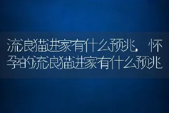 流浪猫进家有什么预兆，怀孕的流浪猫进家有什么预兆