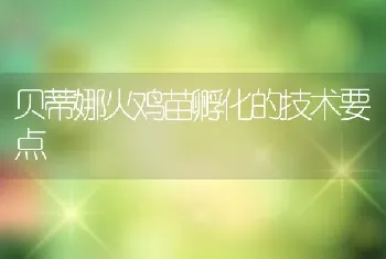 贝蒂娜火鸡苗孵化的技术要点