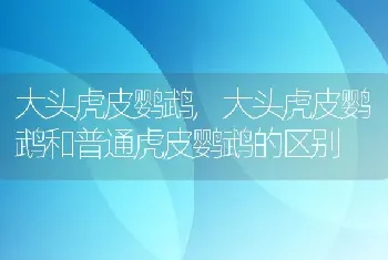 大头虎皮鹦鹉，大头虎皮鹦鹉和普通虎皮鹦鹉的区别