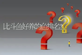 比斗鱼好养的鱼排名？