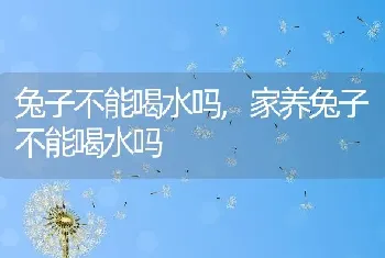 兔子不能喝水吗，家养兔子不能喝水吗