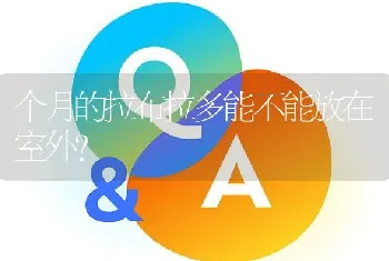 个月的拉布拉多能不能放在室外？