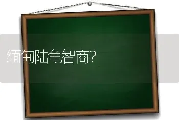 缅甸陆龟智商？