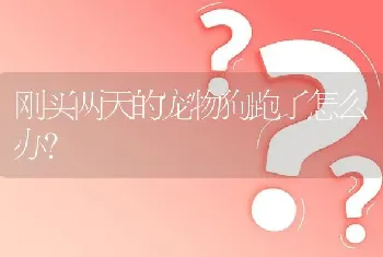 刚买两天的宠物狗跑了怎么办？