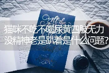 猫咪不吃不喝尿黄四肢无力没精神老是趴着是什么问题？