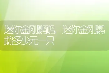 迷你金刚鹦鹉，迷你金刚鹦鹉多少元一只