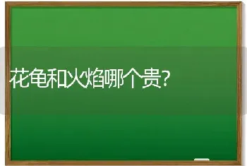 花龟和火焰哪个贵？