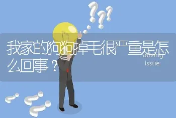 我家的狗狗掉毛很严重是怎么回事？