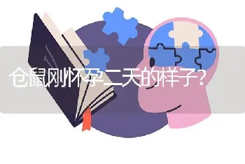 仓鼠刚怀孕二天的样子？