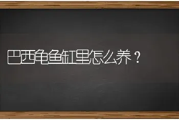 巴西龟鱼缸里怎么养？