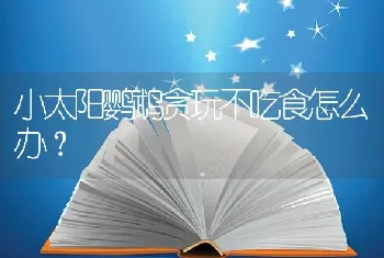 小太阳鹦鹉贪玩不吃食怎么办？